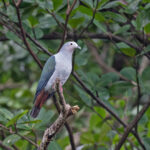 Island Imperial Pigeon (image by Pete Morris)