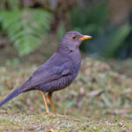 Papuan Island Thrush (image by Pete Morris)