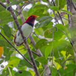 King Bird-of-paradise (image by Pete Morris)