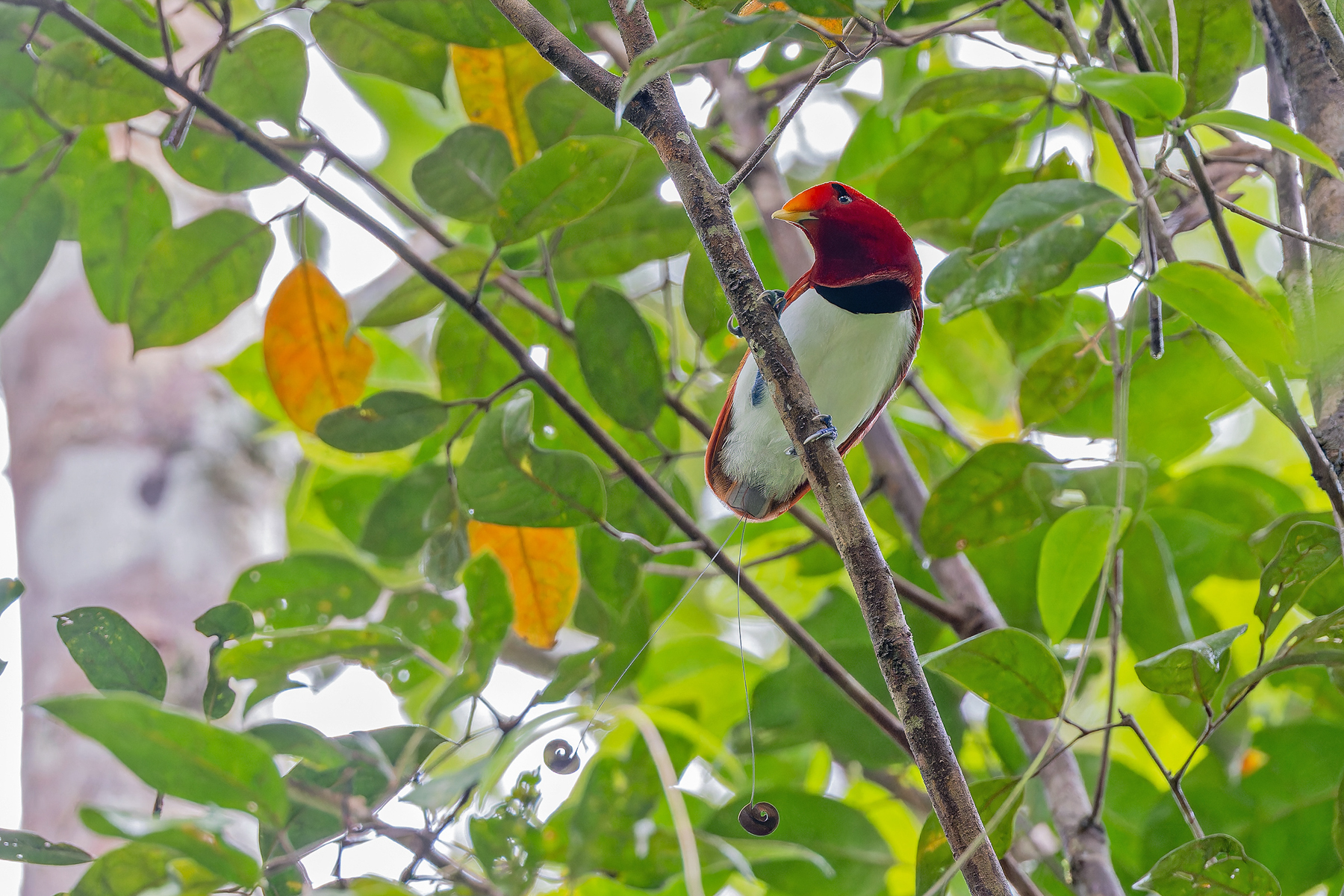 King Bird-of-paradise (image by Pete Morris)