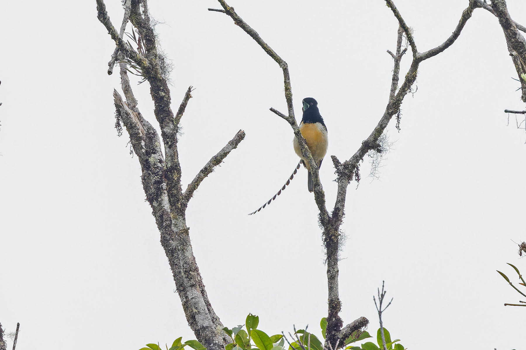 King-of-Saxony Bird-of-paradise (image by Pete Morris)