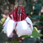 Kinjila flower (image by Mark Van Beirs)
