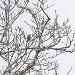Knob-billed Fruit Dove (image by Pete Morris)