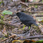 Lesser Melampitta (image by Pete Morris)