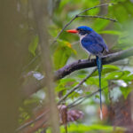 Little Paradise Kingfisher (image by Pete Morris)