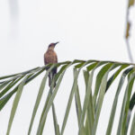 Long-billed Cuckoo (image by Pete Morris)
