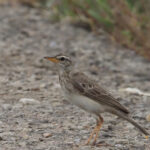 Long-legged Pipit (image by Mark Van Beirs)