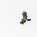 Long-tailed Honey Buzzard (image by Pete Morris)