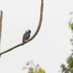 Lowland Peltops (image by Pete Morris)