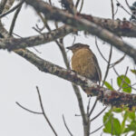 MacGregor's Bowerbird (image by Pete Morris)