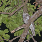Marbled Frogmouth (image by Pete Morris)