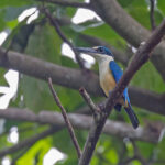 Melanesian Kingfisher (image by Pete Morris)