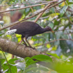 Melanesian Megapode (image by Pete Morris)