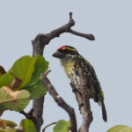 Miombo Pied Barbet (image by Mark Van Beirs)