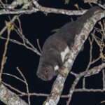 Mountain Cuscus (image by Pete Morris)
