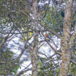Mountain Kingfisher (image by Pete Morris)