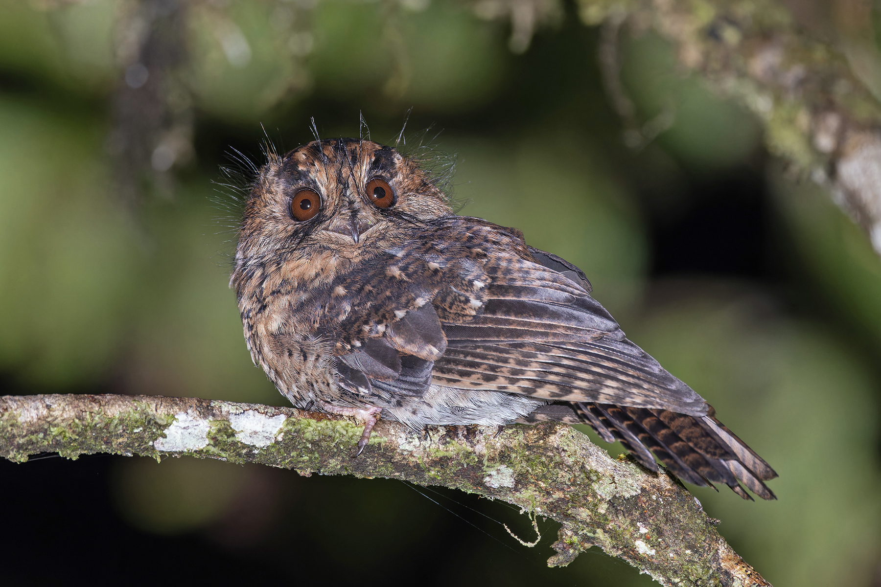 Mountain Owlet-nightjar (image by Pete Morris)