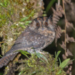 Mountain Owlet-nightjar (image by Pete Morris)