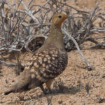 Namaqua Sandgrouse (image by Mark Van Beirs)