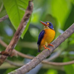 New Britain Dwarf Kingfisher (image by Pete Morris)