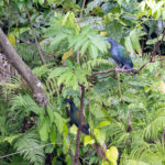Nicobar Pigeon (image by Pete Morris)