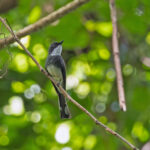 Northern Fantail (image by Pete Morris)