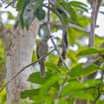 Obscure Honeyeater (image by Pete Morris)