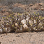 Pachypodium sp (image by Mark Van Beirs)