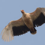 Palm-nut Vulture (image by Mark Van Beirs)