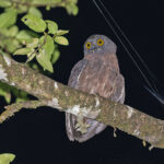 Papuan Boobook (image by Pete Morris)