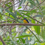 Papuan Dwarf Kingfisher (image by Pete Morris)