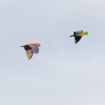 Papuan Eclectus (image by Pete Morris)