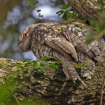 Papuan Frogmouth (image by Pete Morris)