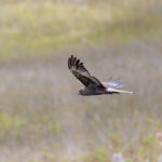 Papuan Harrier (image by Pete Morris)