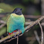 Papuan Hooded Pitta (image by Pete Morris)
