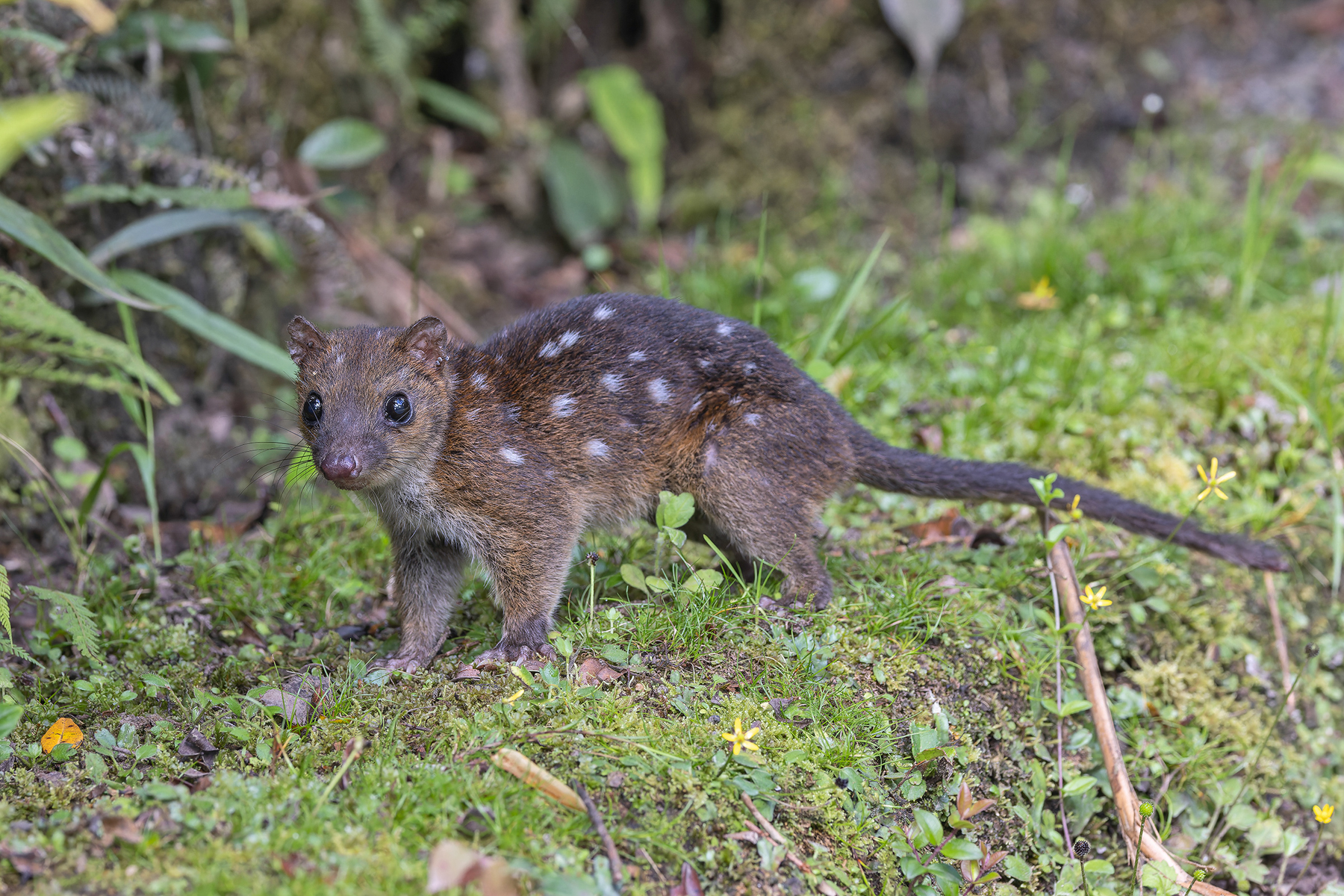 Papuan Quoll (image by Pete Morris)