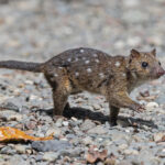 Papuan Quoll (image by Pete Morris)