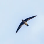 Papuan Spinetail (image by Pete Morris)