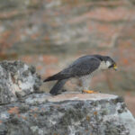 Peregrine Falcon (image by Mark Van Beirs)