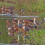 Pied Heron and more (image by Pete Morris)