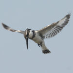 Pied Kingfisher (image by Mark Van Beirs)