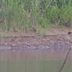 Pink-legged Rail (image by Pete Morris)