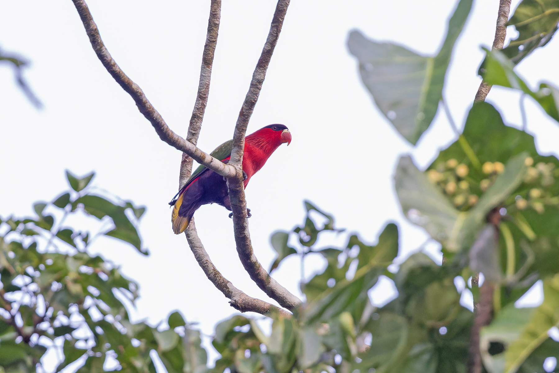 Purple-bellied Lory (image by Pete Morris)