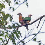 Purple-tailed Imperial Pigeon (image by Pete Morris)