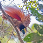 Raggiana Bird-of-paradise (image by Pete Morris)