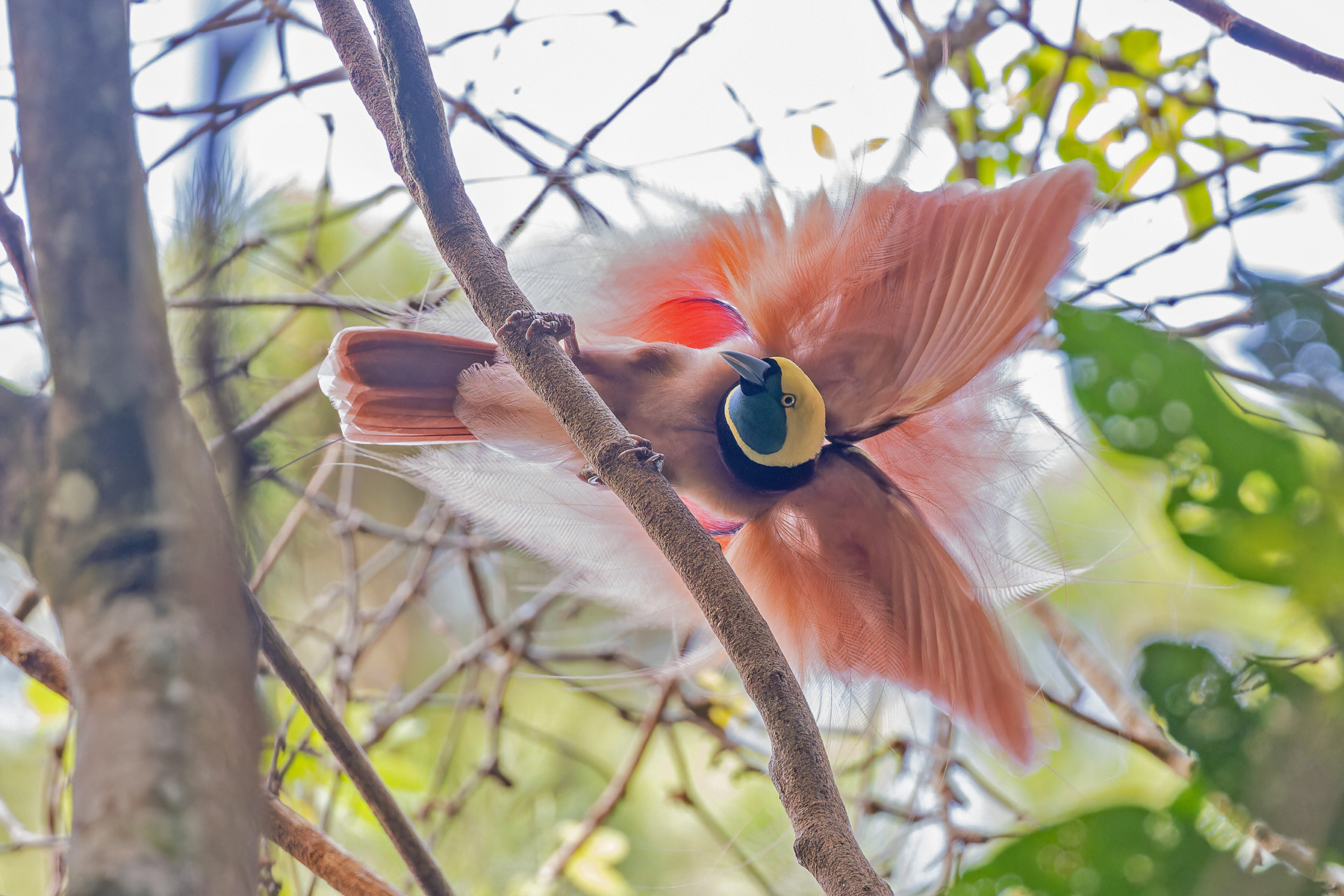 Raggiana Bird-of-paradise (image by Pete Morris)