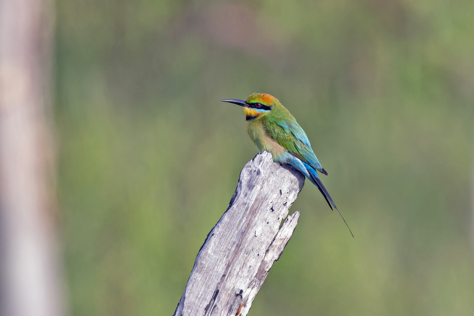 Rainbow Bee-eater (image by Pete Morris)