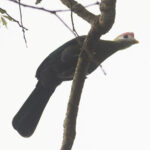 Red-crested Turaco (image by Mark Van Beirs)