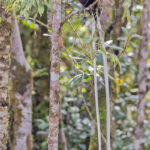 Ribbon-tailed Astrapia (image by Pete Morris)
