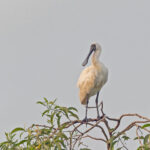 Royal Spoonbill (image by Pete Morris)